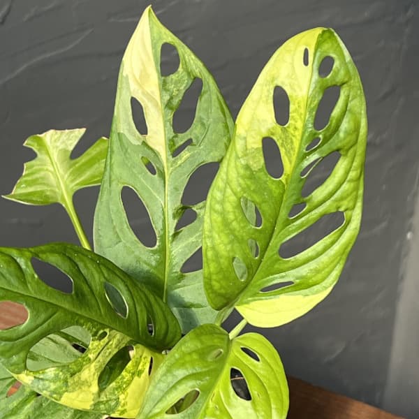 観葉植物 棚卸セール モンステラ アダンソニー（マドカズラ）オーレア 