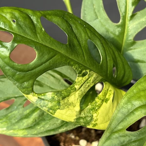 観葉植物 モンステラ アダンソニー（マドカズラ）オーレアバリエガータ