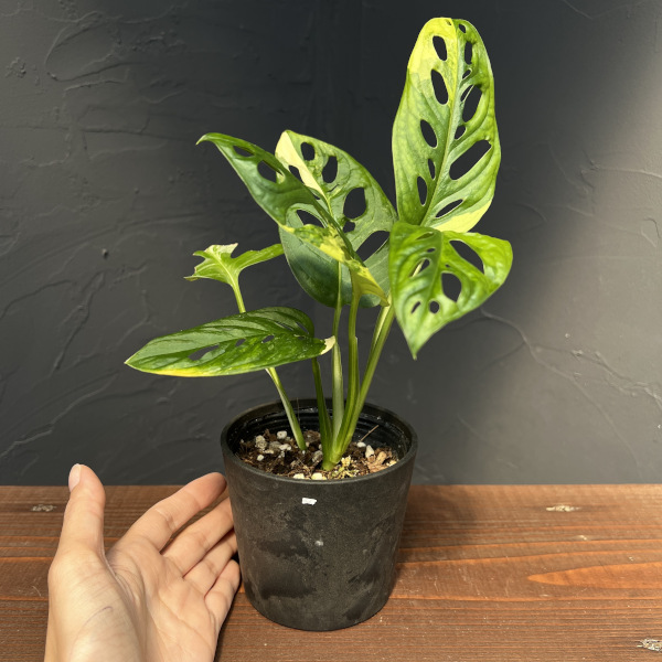 観葉植物 モンステラ アダンソニー（マドカズラ）オーレアバリエガータ