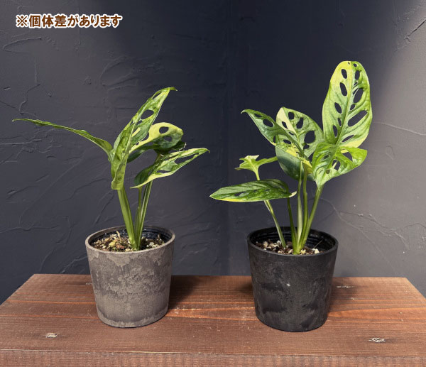 観葉植物 アーリーサマーセール モンステラ アダンソニー（マドカズラ
