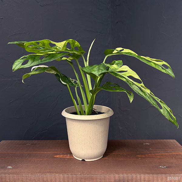 観葉植物 マドカズラ 斑入り 4号25-02 ザ・ファームセレクト