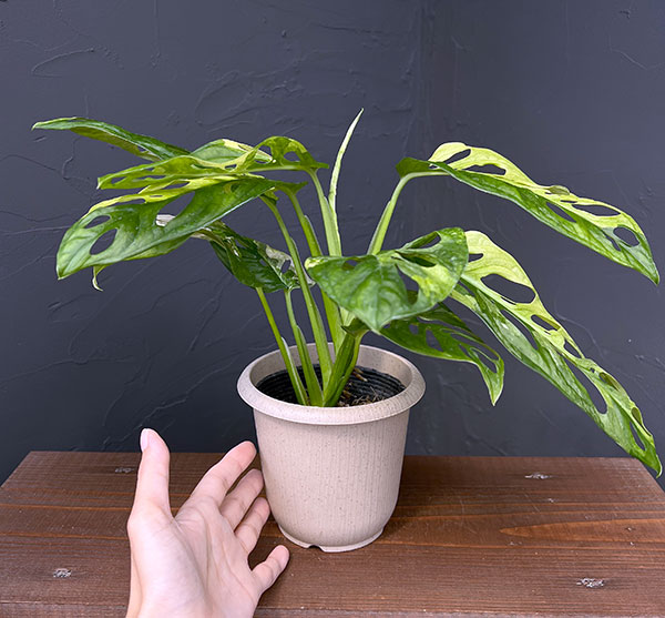マドカズラ 斑入り（観葉植物） | 花、ガーデニング の商品一覧 通販