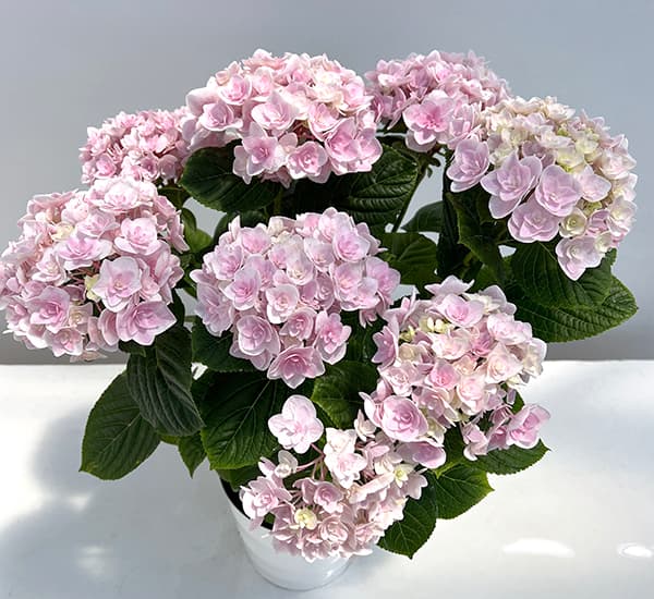 (開花終了)アジサイ 月影(ゲツエイ)ピンク5...の詳細画像3