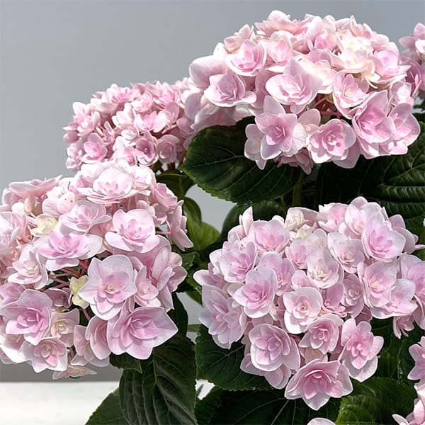 紫陽花（花、ガーデニング）のおすすめ人気商品一覧 通販 - Yahoo