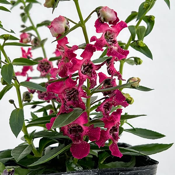 草花の苗 サマーセール (わけあり特価)アンゲ...の詳細画像5