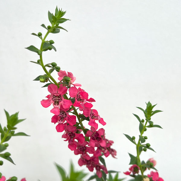 草花の苗 サマーセール (わけあり特価)アンゲ...の詳細画像2