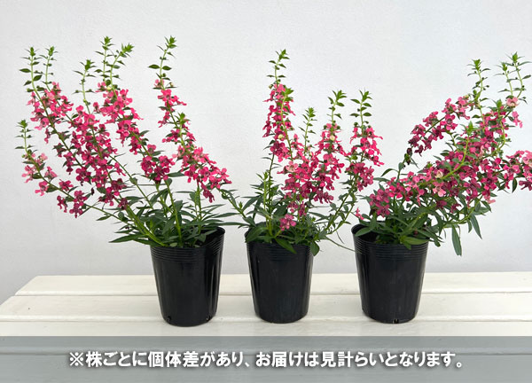 草花の苗 サマーセール (わけあり特価)アンゲ...の詳細画像3