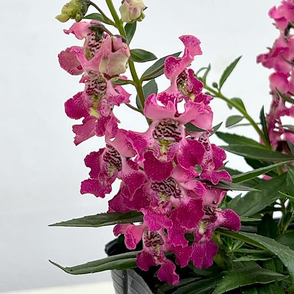 草花の苗 サマーセール (わけあり特価)アンゲ...の詳細画像5