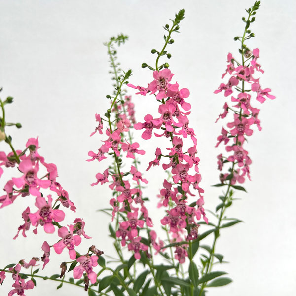 草花の苗 サマーセール (わけあり特価)アンゲ...の詳細画像2