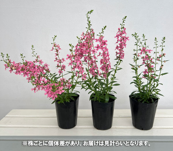 草花の苗 サマーセール (わけあり特価)アンゲ...の詳細画像3