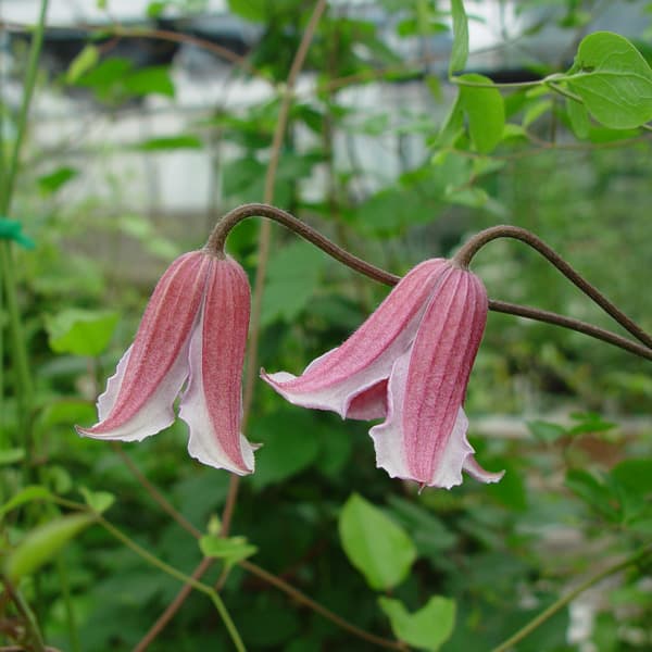 ベル型クレマチスのおすすめ人気商品一覧 通販 - Yahoo!ショッピング