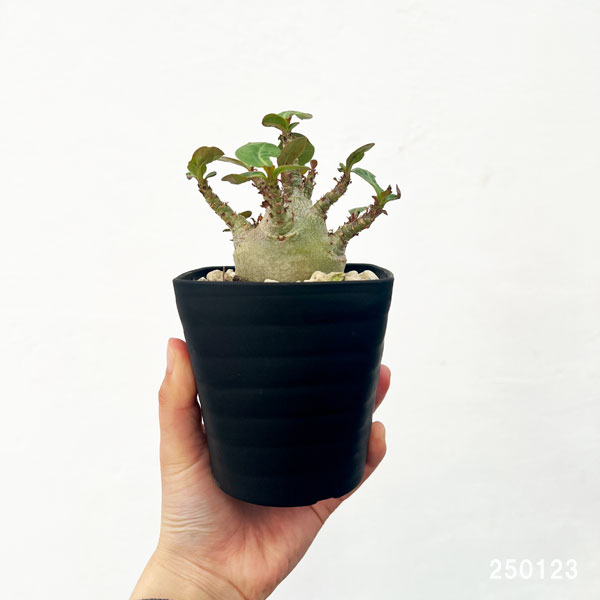 観葉植物 アデニウム アラビカム モンスター(...の詳細画像1