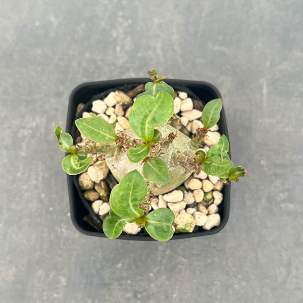 観葉植物 アデニウム アラビカム モンスター(...の詳細画像2