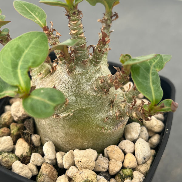 観葉植物 アデニウム アラビカム モンスター(...の詳細画像3