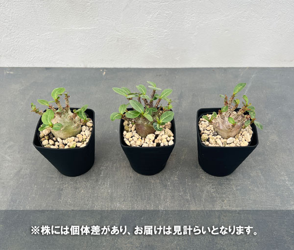 観葉植物 アデニウム アラビカム モンスター(...の詳細画像4