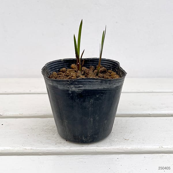 山野草の苗 葉菖蒲(ニオイショウブ・ハショウブ...の詳細画像2