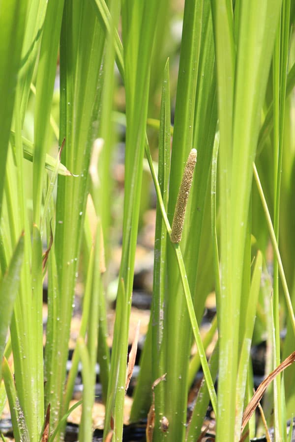 山野草の苗 葉菖蒲(ニオイショウブ・ハショウブ...の詳細画像1