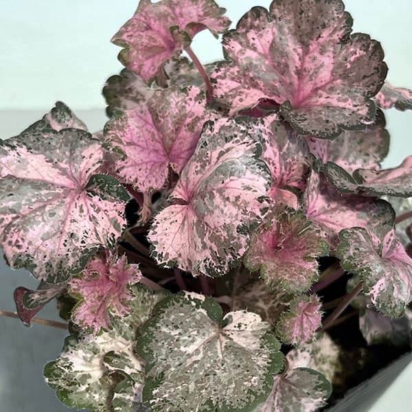 草花の苗 棚卸セール ヒューケラ ピンキーパン...の詳細画像5
