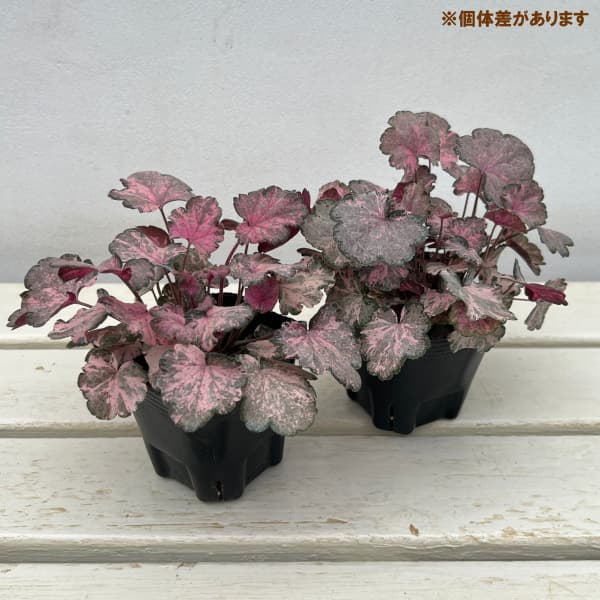 草花の苗 棚卸セール ヒューケラ ピンキーパン...の詳細画像2