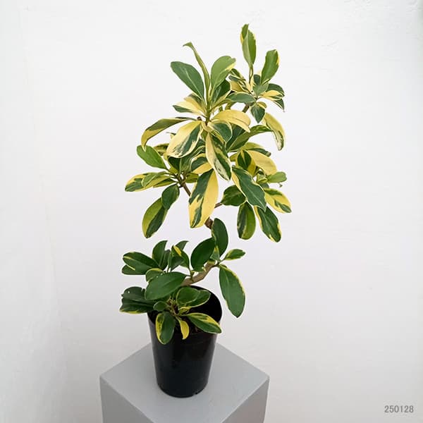 観葉植物/ファグラエア：ベルテロアナ（斑入り）5号鉢植え |  | 05