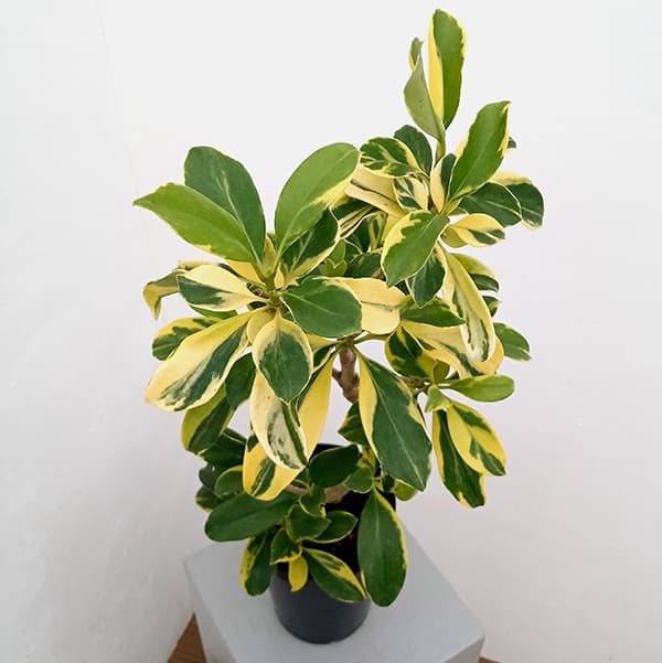 観葉植物/ファグラエア：ベルテロアナ（斑入り）5号鉢植え |  | 04