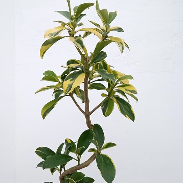 観葉植物/ファグラエア：ベルテロアナ（斑入り）5号鉢植え |  | 01