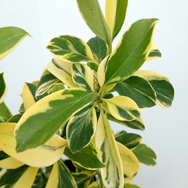 観葉植物/ファグラエア：ベルテロアナ（斑入り）5号鉢植え |  | 02