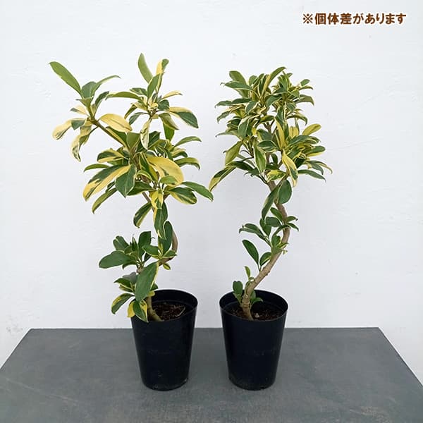 観葉植物/ファグラエア：ベルテロアナ（斑入り）5号鉢植え |  | 03