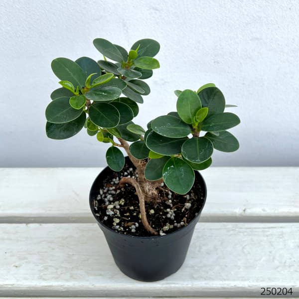 観葉植物 ガジュマル パンダガジュマル 3.5号鉢植え（盆栽風仕立て