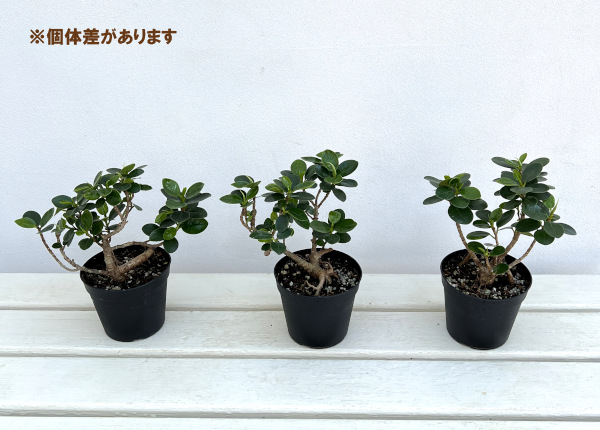 観葉植物 ガジュマル パンダガジュマル 3.5号鉢植え（盆栽風仕立て