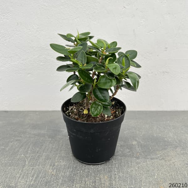 観葉植物 ガジュマル パンダガジュマル 3.5号鉢植え（盆栽風仕立て