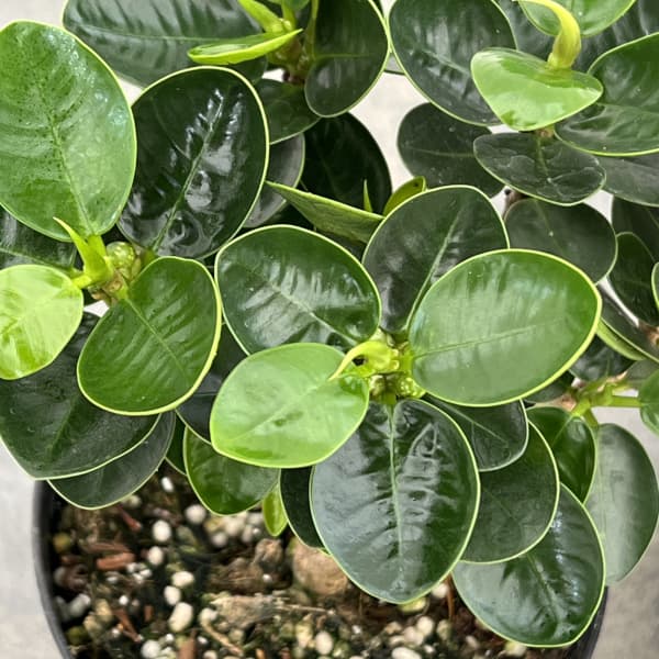 観葉植物 ガジュマル パンダガジュマル 3.5号鉢植え（盆栽風仕立て
