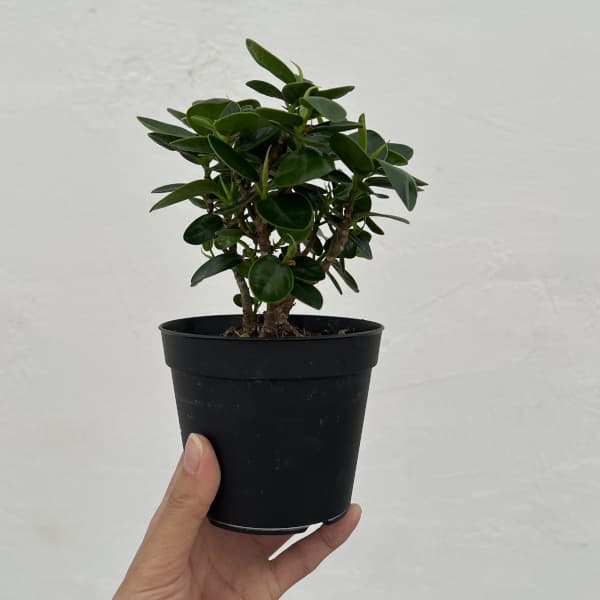 観葉植物 ガジュマル パンダガジュマル 3.5...の詳細画像5