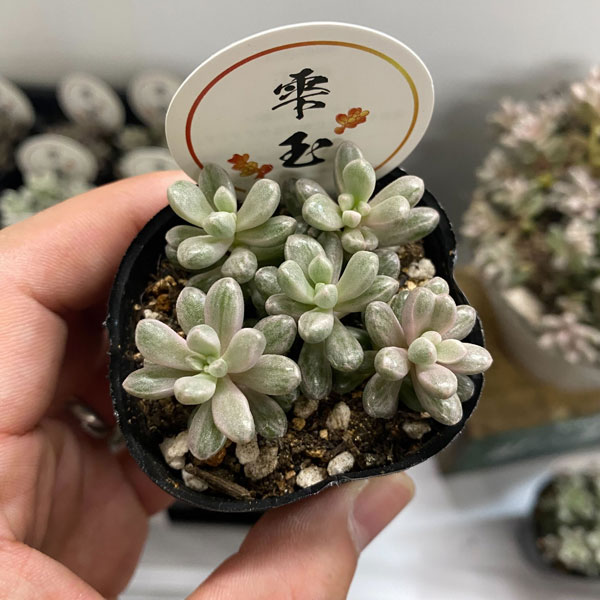 アトランティス セダムのおすすめ人気商品一覧 通販 - Yahoo!ショッピング