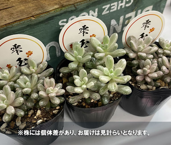 多肉植物 セダム ビアホップ（花、ガーデニング）の商品一覧 通販