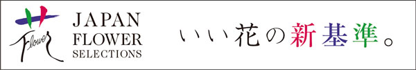 草花の苗/スーパーサルビア：ロックンロール ディープパープル3号ポット 12株セット 送料無料｜engei｜02