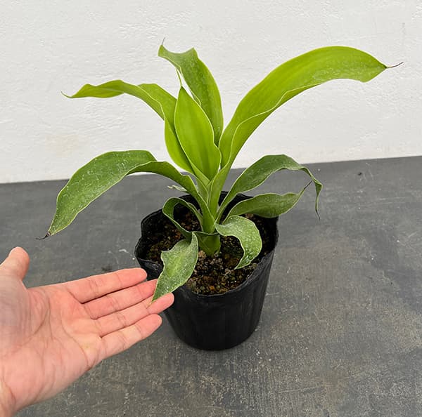 ドリアン苗木 ドリアン 苗 - 植物と雑貨のセレクトショップ・石垣島・シャンティ
