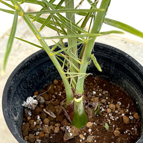 ナツメヤシの木のおすすめ人気商品一覧 通販 - Yahoo!ショッピング