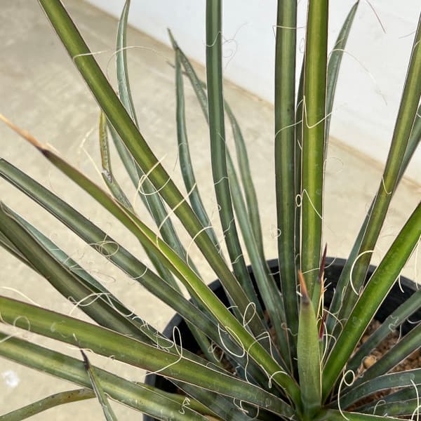 観葉植物/ユッカ・フィリフェラ7号ポット : 園芸ネット - 通販 - Yahoo