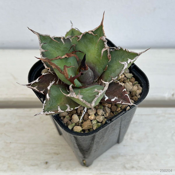 アガベ リュウゼツランのおすすめ人気商品一覧 通販 - Yahoo!ショッピング