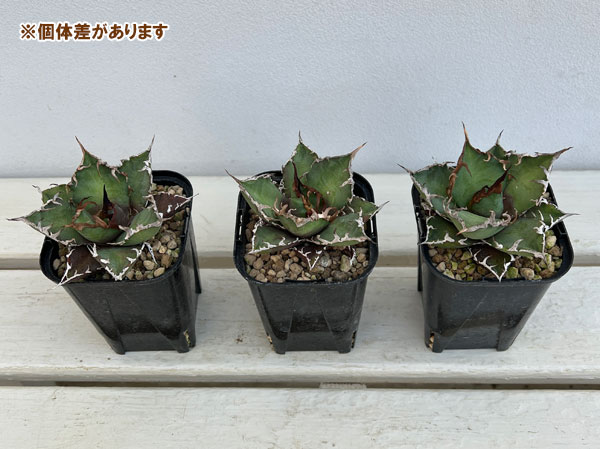 アガベ リュウゼツランのおすすめ人気商品一覧 通販 - Yahoo!ショッピング