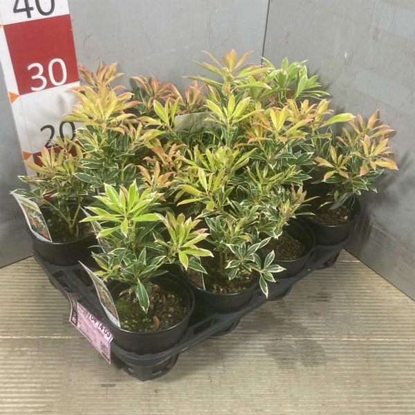 花木 庭木の苗 アセビ（馬酔木） フレーミングシルバー4.5号ポット