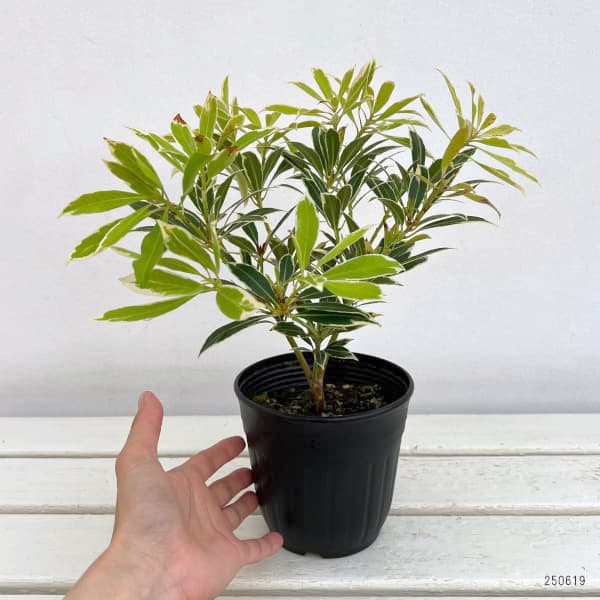 花木 庭木の苗 アセビ（馬酔木） フレーミングシルバー4.5号ポット