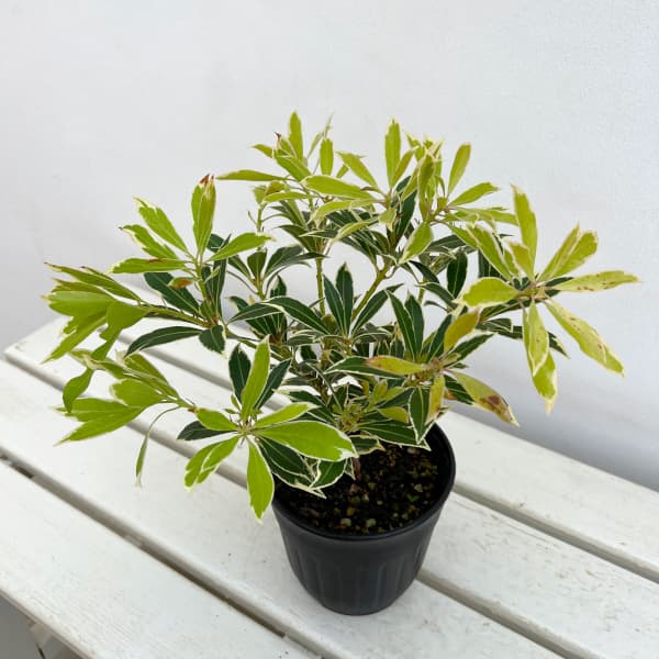 花木 庭木の苗 アセビ（馬酔木） フレーミングシルバー4.5号ポット