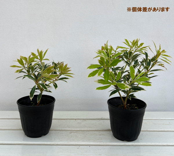 花木 庭木の苗 アセビ（馬酔木） フレーミングシルバー4.5号ポット