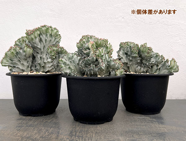 ユーフォルビア ホワイトゴースト（花、ガーデニング）の商品一覧 通販
