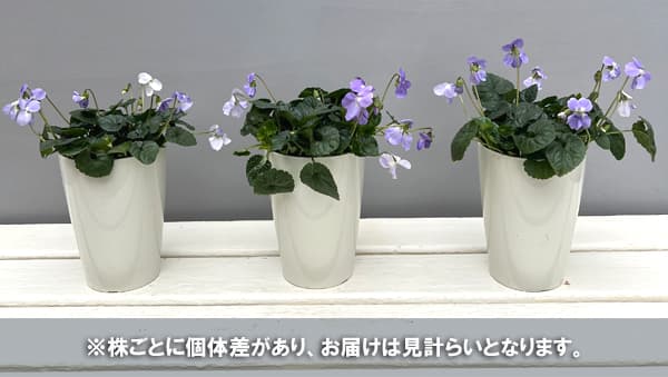 山野草の苗 (わけあり特価)パルマスミレ パピ...の詳細画像4