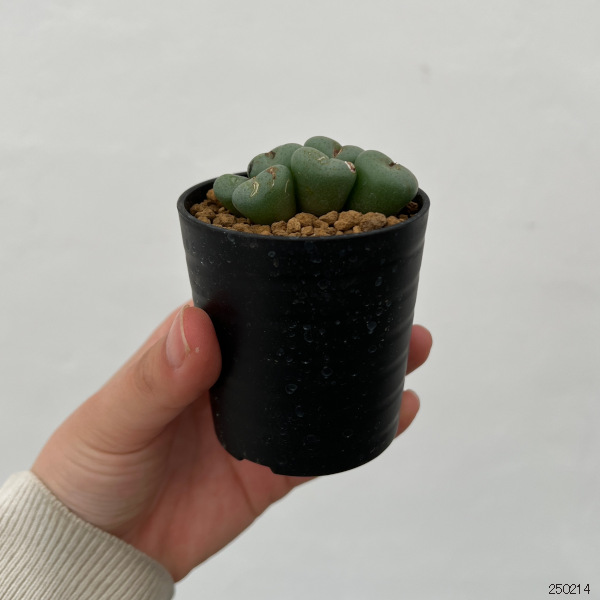 観葉植物 アーリーサマーセール コノフィツム ...の詳細画像1
