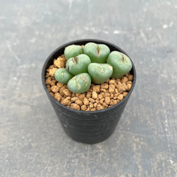 観葉植物 アーリーサマーセール コノフィツム ...の詳細画像2