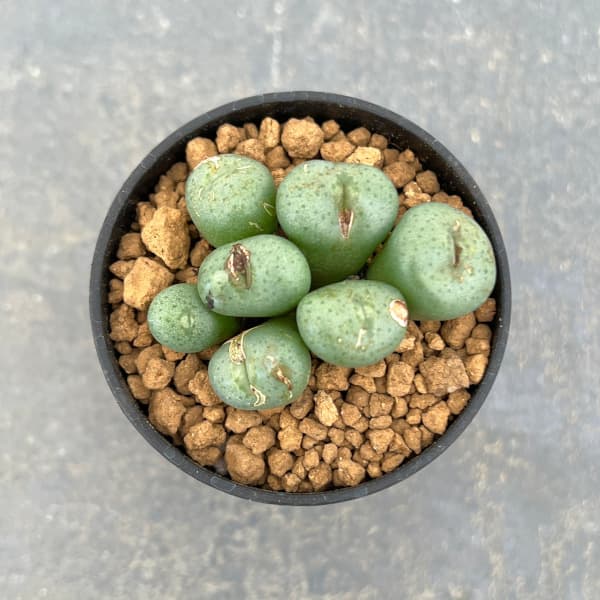 観葉植物 アーリーサマーセール コノフィツム ...の詳細画像3